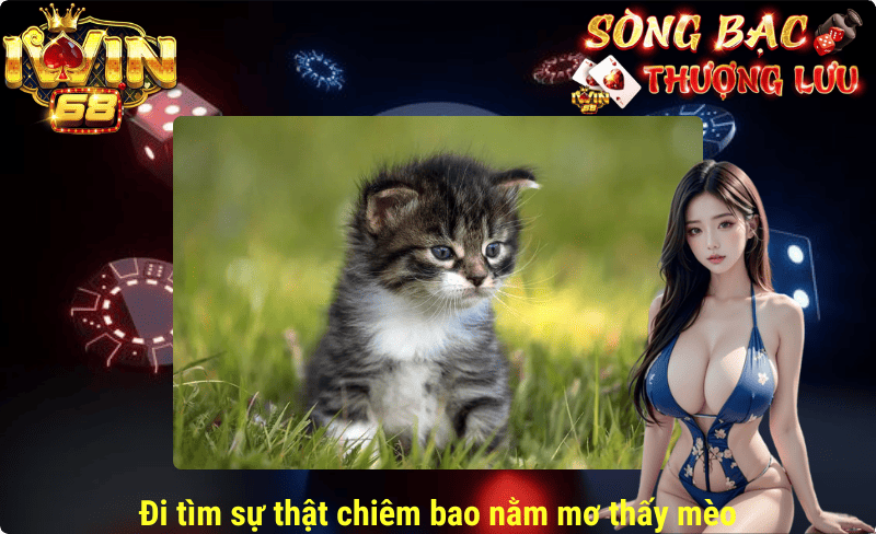 Đi tìm sự thật chiêm bao nằm mơ thấy mèo