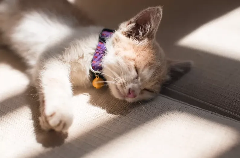 Mơ thấy mèo chết là điềm báo cho sự kết thúc của một giai đoạn